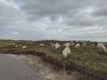 Radreise Nordsee - Tag 8 Den Helder Jurte Regen Sturm Holzofen AnnaP 
