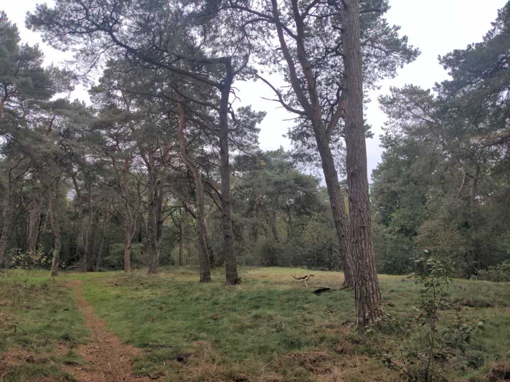 Wald bei Venlo Wiese 