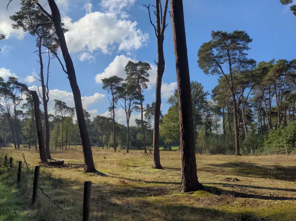 Wald Wiese Waldwiese Bäume Wolken Sonne Kieferm