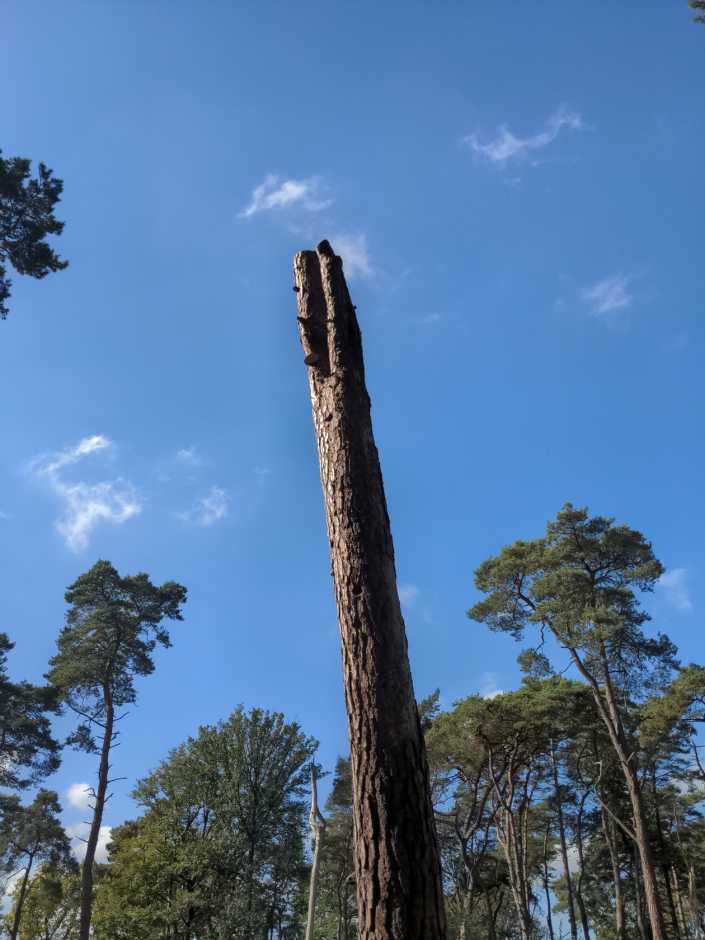 Radreise Nordsee -Tag 3  Malle Playa Wald und Wiesen 
