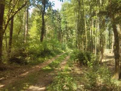 Heide 