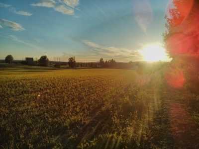 am Feld