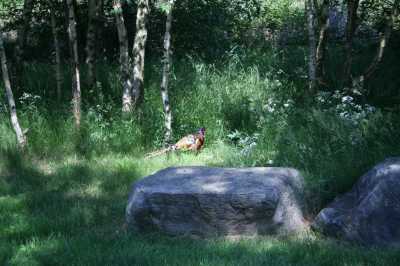 Fasan