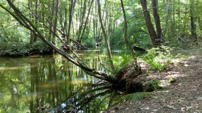 Wald Bach