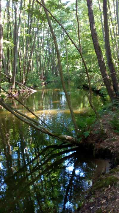 Wald Bach