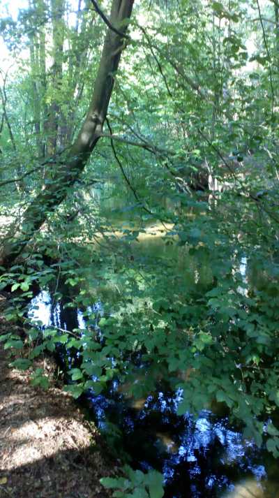 Wald Bach
