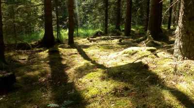 Südschweden im Wald, 