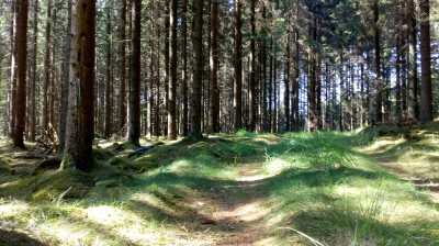 Südschweden im Wald, 
