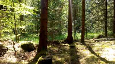 Südschweden im Wald, 