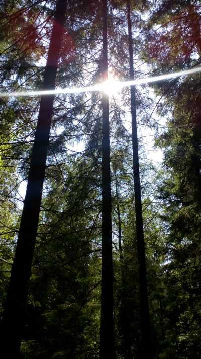 Südschweden , gelbe Felder, Jahrhunderttrockensommer 2018