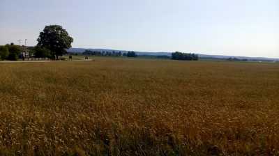 Südschweden , gelbe, vertrocknete Felder, Sommer 2018 in Schweden, Dürre