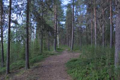  Finnland - Lappland - Mücken - Rückenwind  